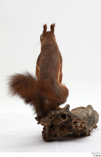 Squirrel  2 whole body 0003.jpg